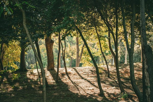 Thérapies naturelles pour combattre la dépression chez les seniors